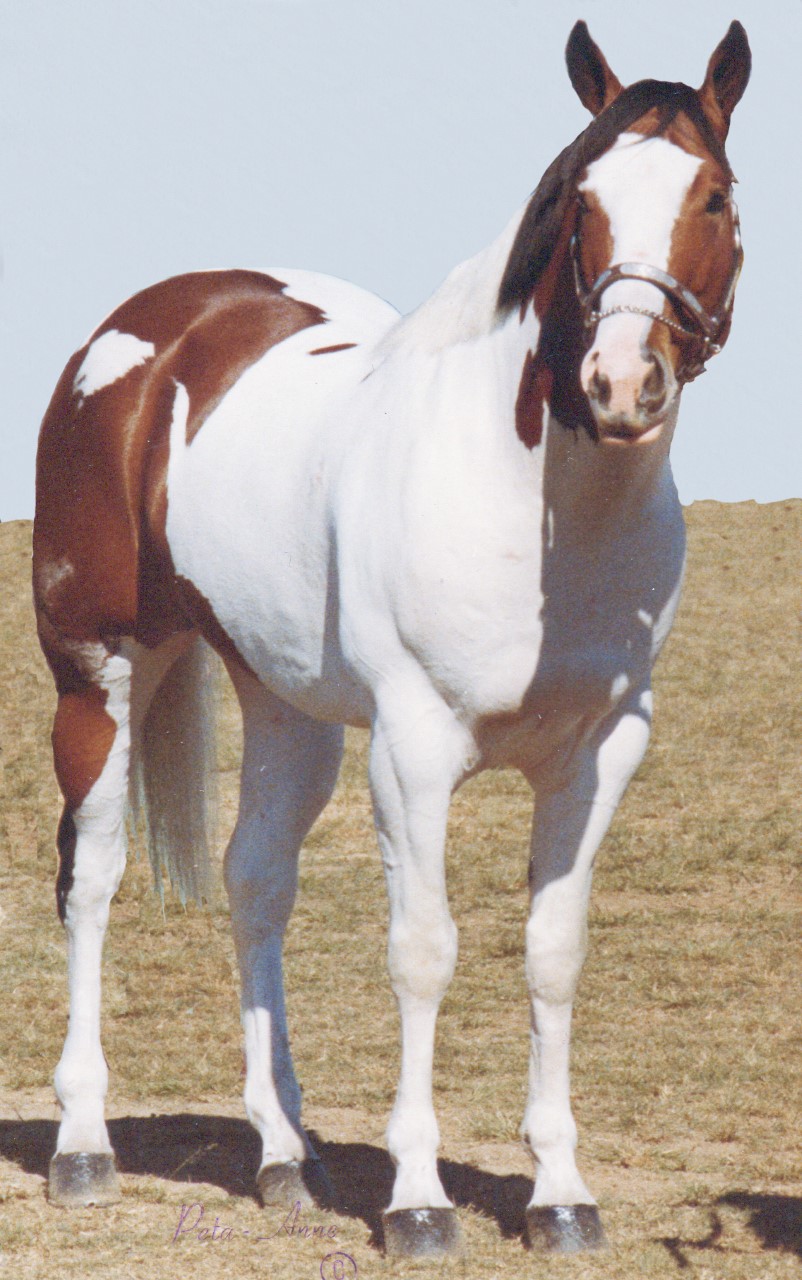 Paint Horse Stallion