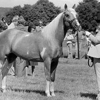 Golden Coin Oakey