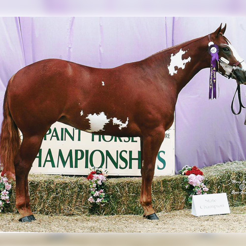 Appaloosa Gelding 12 years 14,3 hh Palomino in Woodstock IL