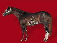 Liver Chestnut