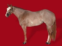 Red Roan