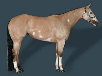 Buckskin