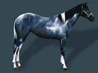 Blue Roan